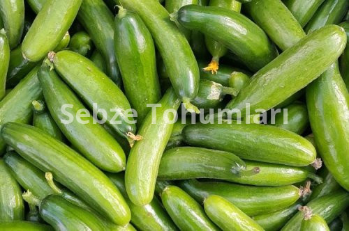 Tohum Ekim ve Çimlendirme Tablosu