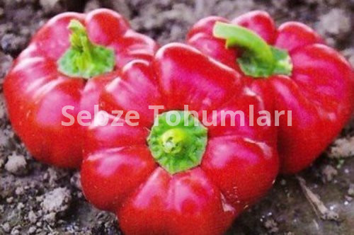 Tohum Ekim Zamanları