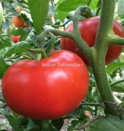 DOMATES TANE SALKIM ( ÇOKLU TOHUM ) 2274 - 3 Gram