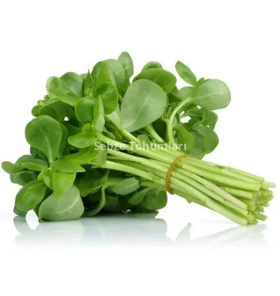 SEMİZOTU ( ÇOKLU TOHUM ) - 5 Gram