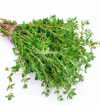 KEKİK ( ÇOKLU TOHUM ) - 3 Gram