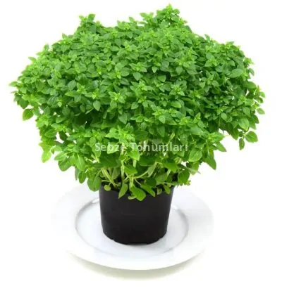 TOP REYHAN ( ÇOKLU TOHUM ) - 3 Gram