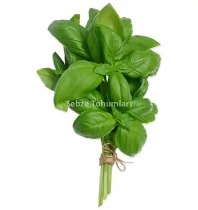 FESLEĞEN ( ÇOKLU TOHUM ) - 3 Gram