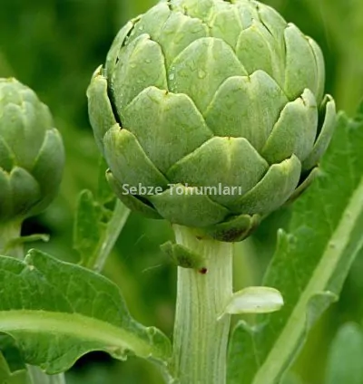 ENGİNAR ( ÇOKLU TOHUM ) - 3 Gram