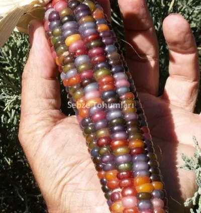 MISIR RENKLİ ( ÇOKLU TOHUM ) - 10 Gram